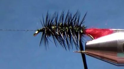 Peacock herl body complete and a black dry-fly hackle tied in at the hook eye, palmered partway down the shank.