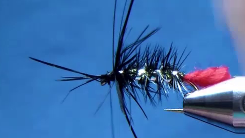 Hackle and tinsel ribbing secured, with a soft black hen hackle collar newly tied in behind the hook eye.