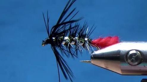 Completed Soft Hackle Zulu—red wool tail, peacock herl body ribbed with silver tinsel, black hackle, and soft swept collar neatly finished.