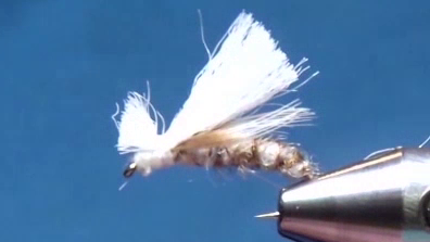 Completed Fed’s Spruce Moth variant, showing the trimmed poly yarn wing, hen feather underwing, ribbed body, and finished head.