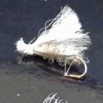 Fed's Spruce Moth Variant