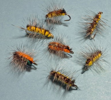 Crackle Back Caterpillar Variant