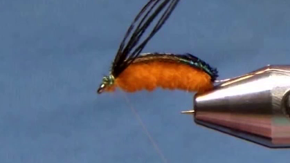 Peacock herl folded back over the chenille body and tied off at the eye, with the hackle tied in and ready to be palmered.