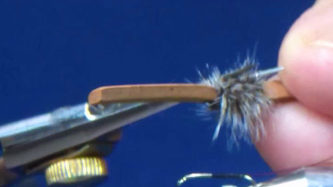 Grizzly hackle is palmered through the peacock herl body and secured, completing the prepared detached body section.