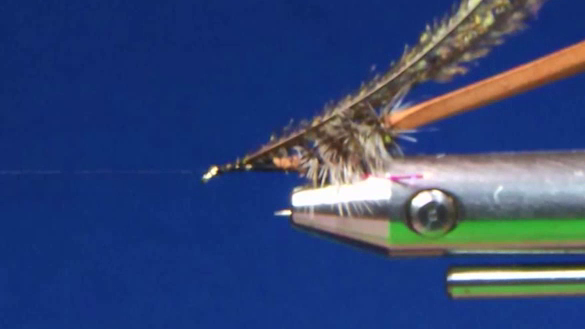 Foam body secured onto hook shank using thread wraps at tapered end.
Peacock herl tied in at head and wrapped to form thorax on hook
