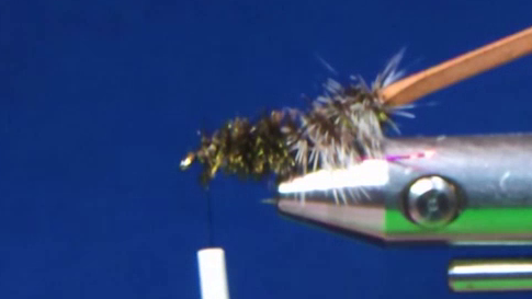Wrap the peacock herl rearward and then forward around the exposed hook shank to create a thorax, then secured and excess trimmed.