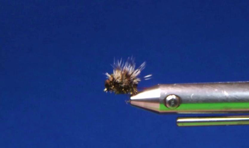 Shota's Paraloop Griffith's Gnat Variant