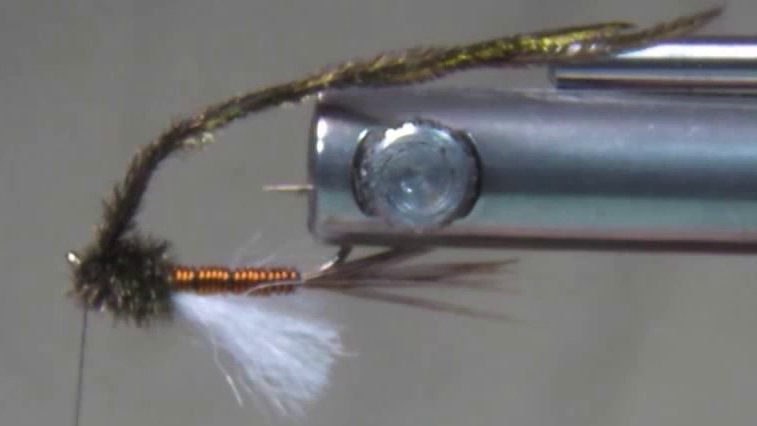 Poly yarn wing trimmed and brushed. Three strands of peacock herl tied in and wrapped to form thorax.
