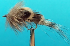 Fed's Wonga Pidgeon Minnow