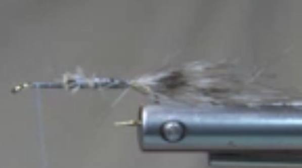 Thread foundation and zebra wool tied at the rear of the hook.