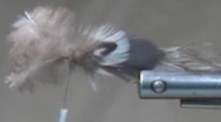 First pair of Wonga pidgeon feathers tied on, positioned evenly.
