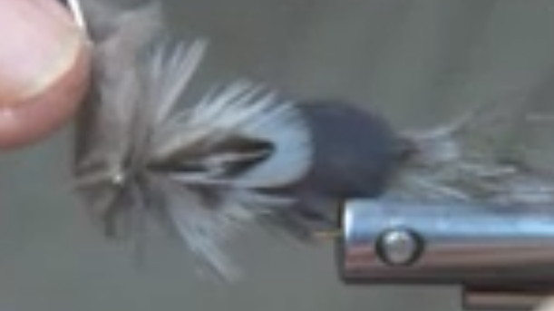 Second pair of feathers and Wonga pigeon soft hackle tied on.