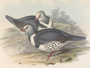 Gould image of Wonga Pigeon