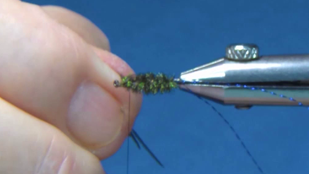 Three strands of peacock herl wrapped to form a full, iridescent body, ready to be secured and reinforced with ribbing.