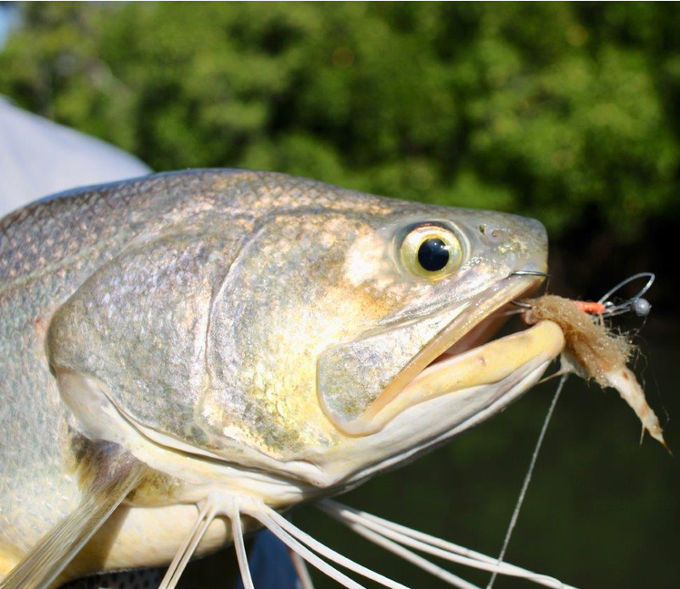 Close-up of a barramundi caught on the recent Weipa trip, holding a shrimp-pattern fly in its mouth. The fish's silver scales and large eye are sharply in focus against a blurred green mangrove background. Caught by club member Michael Kowalski.