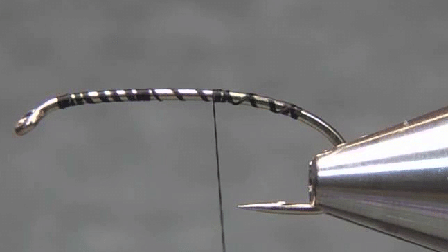 Hook shank covered in black thread and the rubber-leg tail tied in.