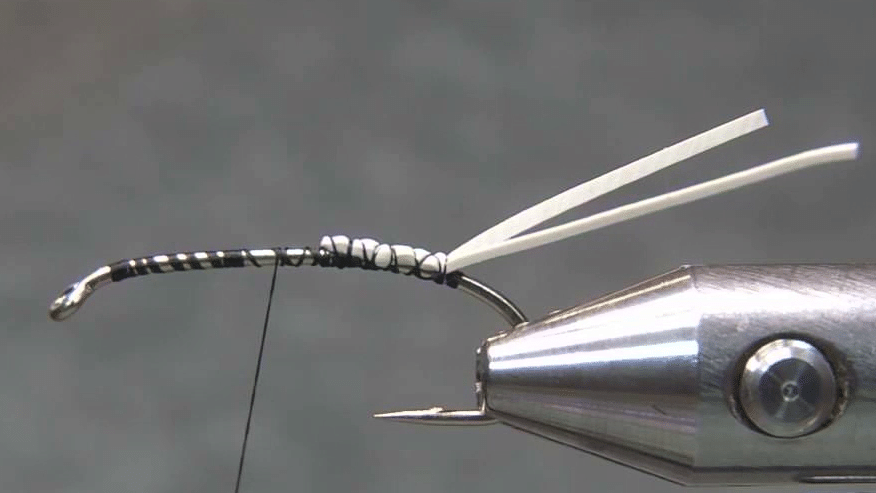 Rubber-leg tail trimmed to length and the copper wire tied in for the rib.