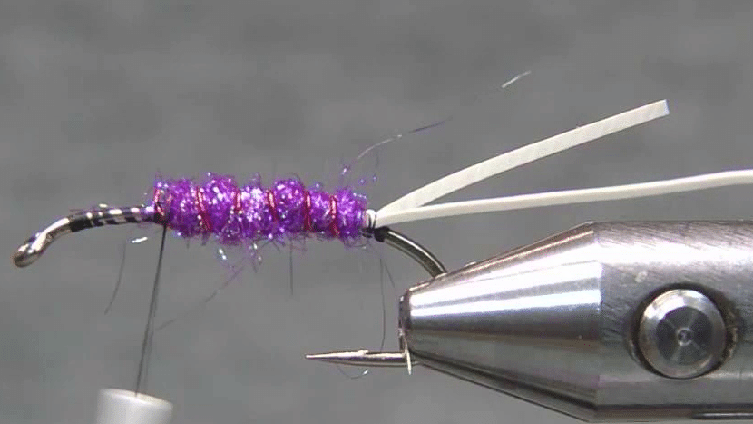 Wire tied in and purple dubbed body tapered thicker towards the front.