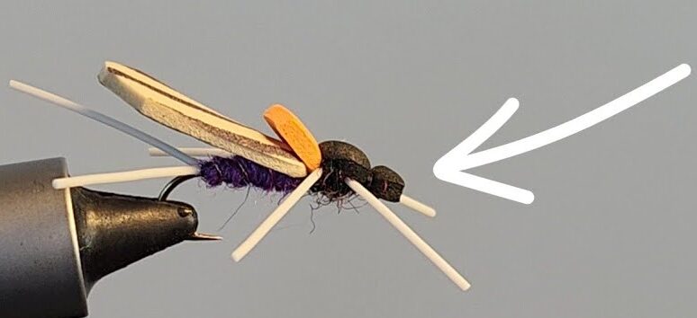 Kypes & Stripes Timber Ant