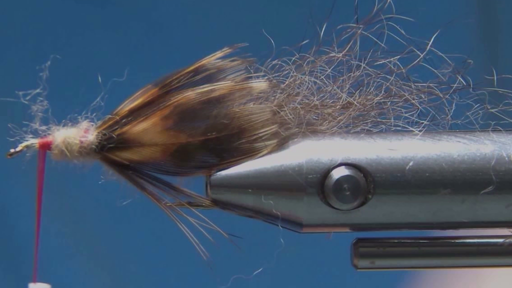 Possum Simpson with the first pair of dark feather wings tied along either side of the hook.